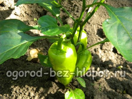 묘목에서 고추 재배