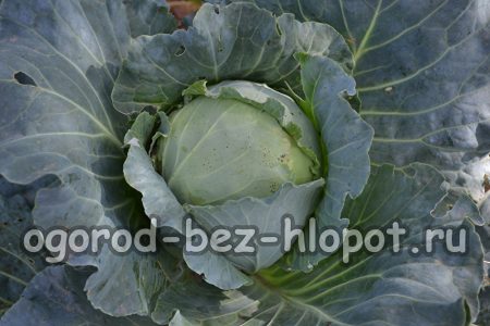 흰 양배추 재배 방법