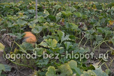 딱딱한 껍질의 호박