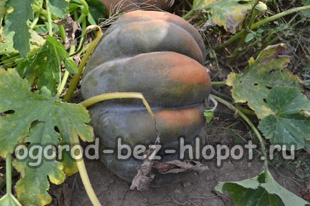 딱딱한 껍질의 호박, 재배