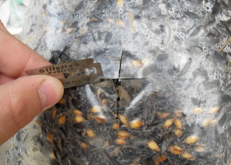 초보자를 위한 집에서 느타리버섯 재배