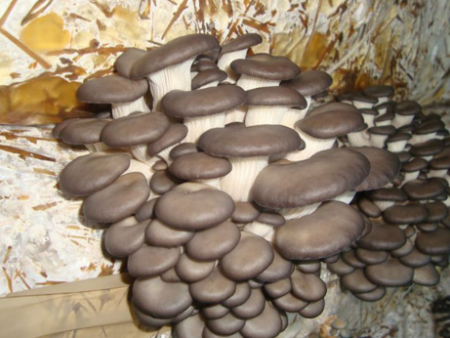 초보자를 위한 집에서 느타리버섯 재배