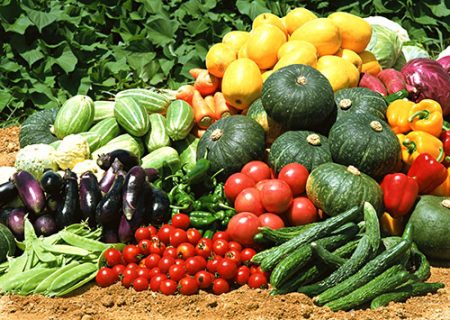 내년 당근 심은 후 무엇을 심어야 할까?