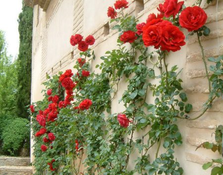 모스크바 지역에서 겨울을 대비해 장미를 준비하는 방법