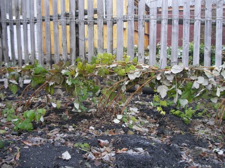 겨울철 라즈베리 준비 방법