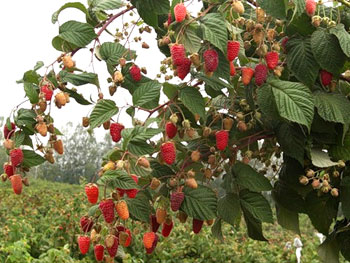 모스크바 지역에서 겨울철 라즈베리를 준비하는 방법