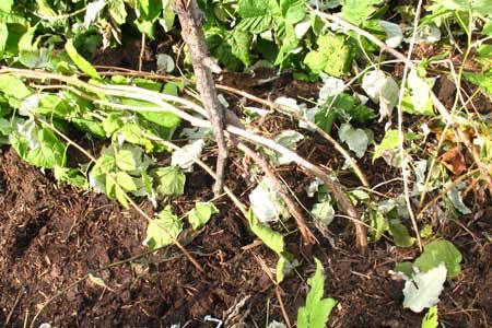 모스크바 지역에서 겨울철 라즈베리를 준비하는 방법