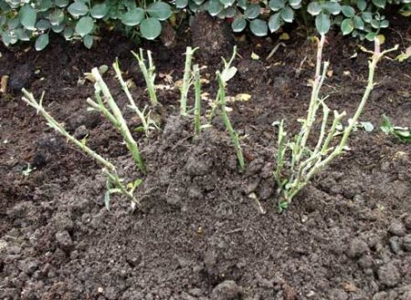 모스크바 지역에서 겨울을 대비해 장미를 준비하는 방법