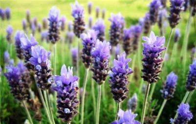 라벤더: 열린 땅에 심기 및 관리
