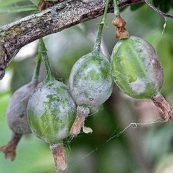 건포도와 구스베리 질병 및 9가지 치료 사진