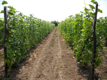 모스크바 야외 포도 재배