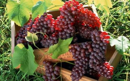 중간 계절 포도 재배 시작