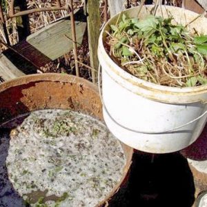 식물용 효모 비료