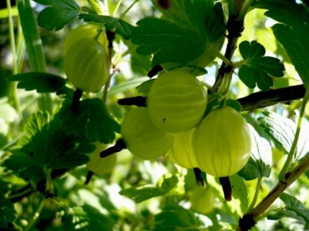 봄에 구스베리를 관리하는 방법