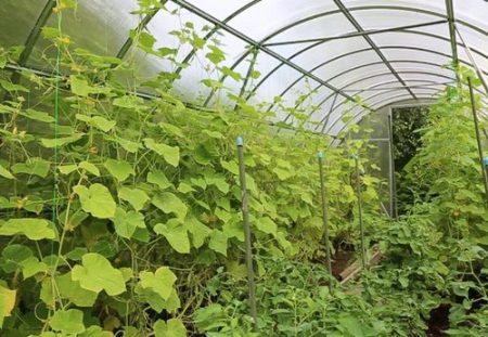 온실에 심기에 가장 적합한 오이 종류는 무엇인가요?