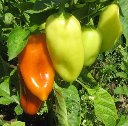 어떤 종류의 농어를 심는 것이 가장 좋은가요?