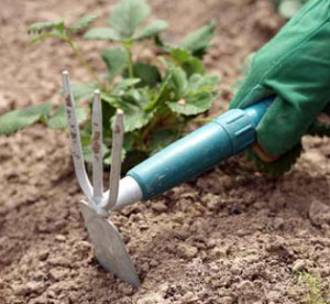 모스크바 지역의 노지에 다이콘을 심는 시기