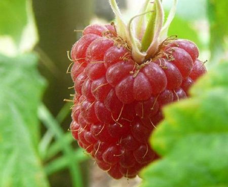 Malina-gusar-opisanie-sorta-사진