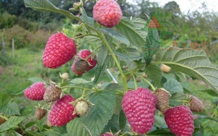 Malina-gusar-opisanie-sorta_-foto_otzyvy