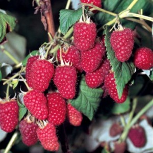 라즈베리 구사르