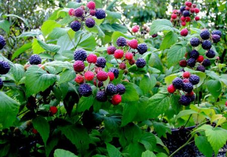 라즈베리-컴벌랜드-종류-설명