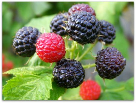 라즈베리-컴벌랜드-정렬-설명_사진