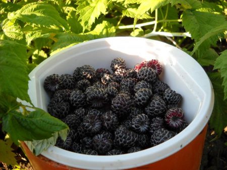 라즈베리_컴벌랜드-설명-종류-사진