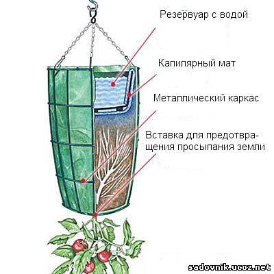 거꾸로 된 토마토
