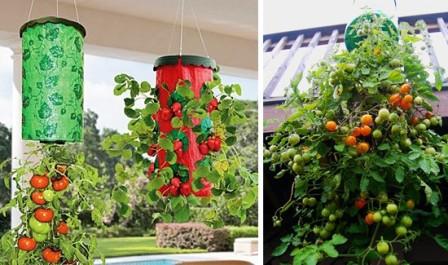 토마토-거꾸로-성장-식물-거꾸로-형태로-자라다