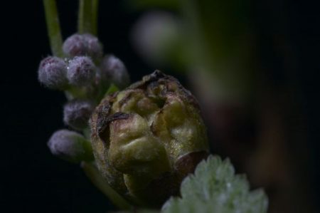 건포도-봄-질병 및 해충-통제-및-예방-신장-진드기