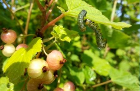 smorodina-vesennij-ukhod-i-borba-s-boleznyami-i-vreditelyami_pyadenica