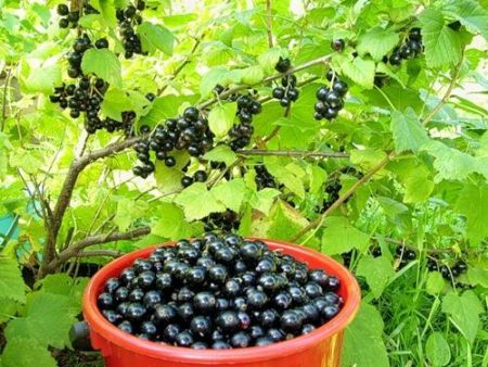 건포도 사용-봄-및-borba-s-boleznyami-i-vrediteliami