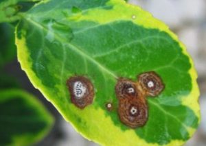 봄철 건포도 수확 및 탄저병 및 해충 방제