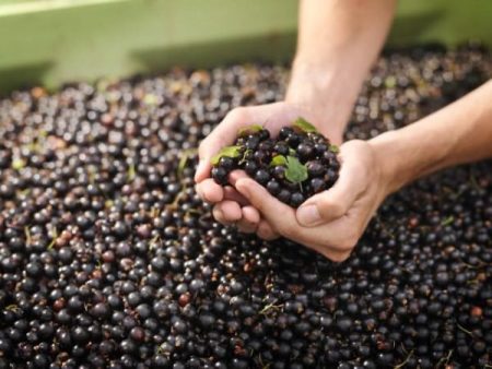 smorodina_uxod_vesnoj-sovety-byvalykh-sadovodov