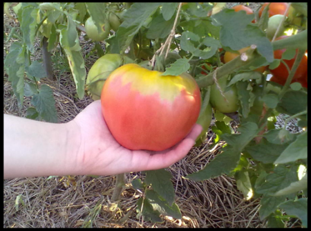 tomat-velmozha-otzyvy-kto-szhaal-i-사진