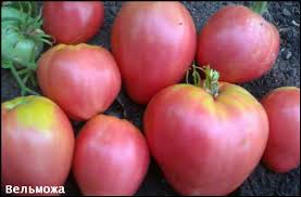 tomat-velmozha-otzyvy-사진-kto-sazhal