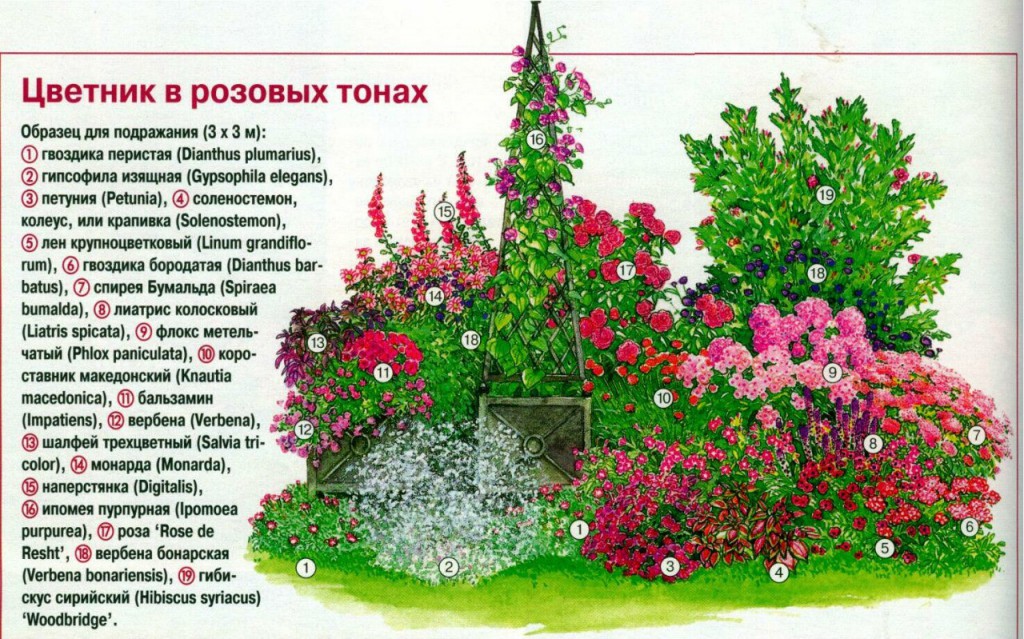 cvetniki-i-klumby-schemes-in-pink-tons