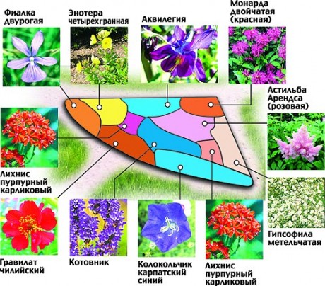 cvetniki-i-klumby-schemes