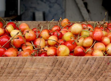 chereshnya-fatezh-opisanie-sorta-사진