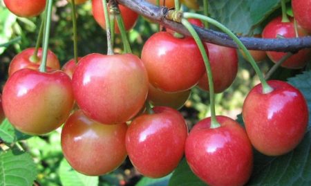 chereshnya-yuliya-depisaniye-sorta-foto-otzyvy