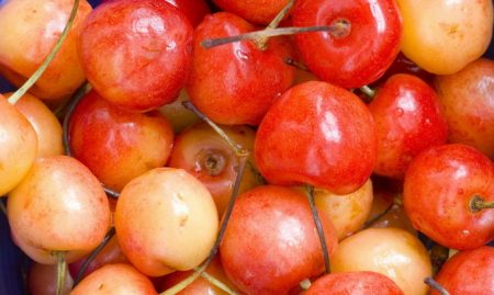 chereshnya-yuliya-설명-사진-리뷰