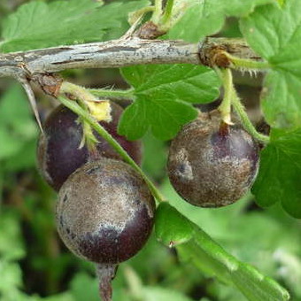 무치니스타야-이슬-온-커런트