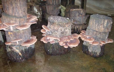 초보자를 위한 집에서 느타리버섯 재배