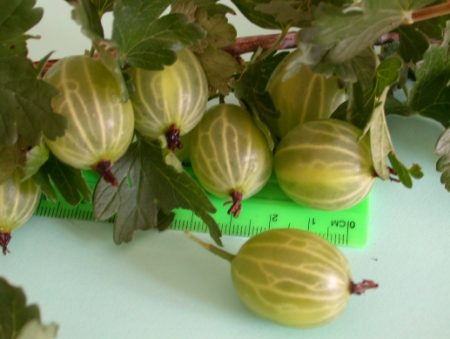 구스베리 "말라카이트": 품종 설명, 사진, 리뷰