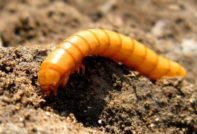 감자 속의 촌충: 가을에 제거하는 방법