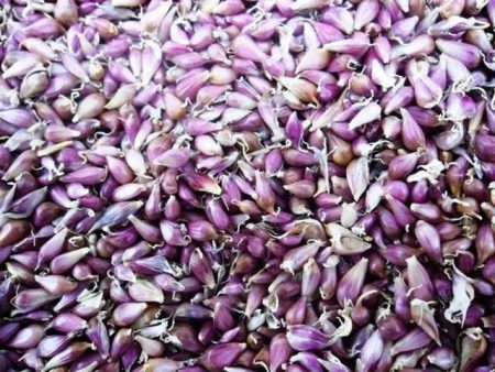 모스크바에서 심기용 겨울 마늘을 소매점에서 구매할 수 있는 곳