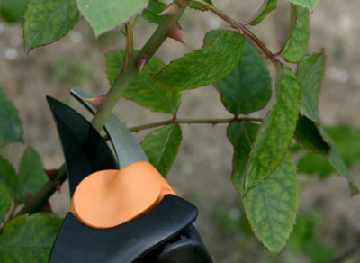 겨울 동안 장미 잎을 덮기 전에 먼저 제거해야 합니까?