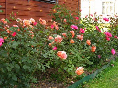 장미를 덮기 전에 잎을 제거해야 합니까?