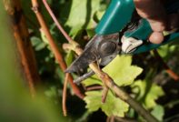 가을에 포도 수확 및 보관