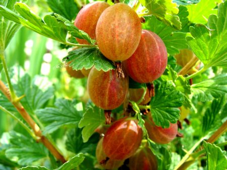 구스베리 "말라카이트": 품종 설명, 사진, 리뷰